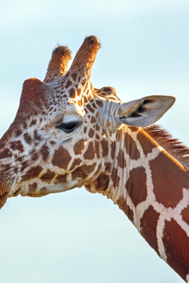 Жираф на фоне голубого неба крупным планом
