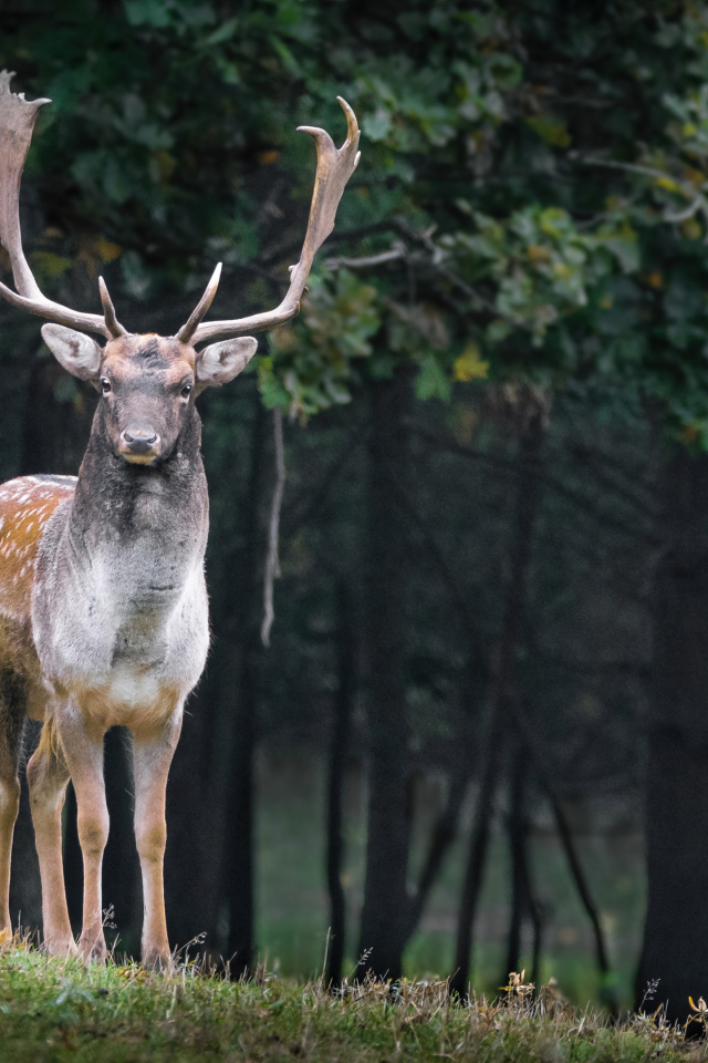 Большой олень с ветвистыми рогами