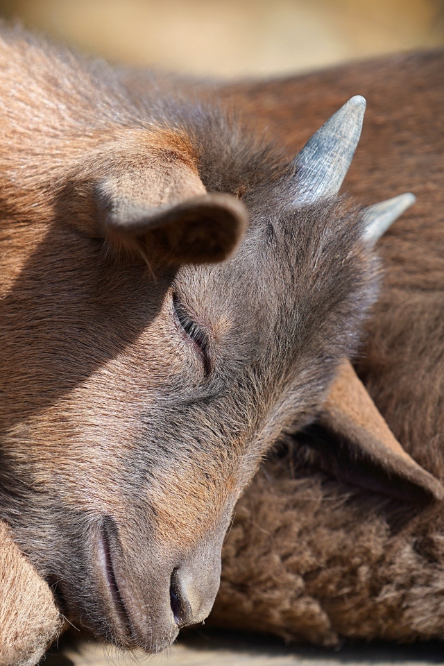 Маленький коричневый спящий козленок