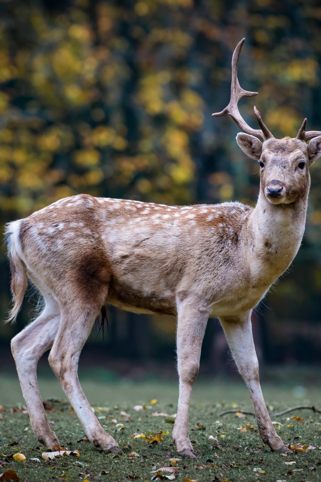 Пятнистый олень с большими рогами в парке