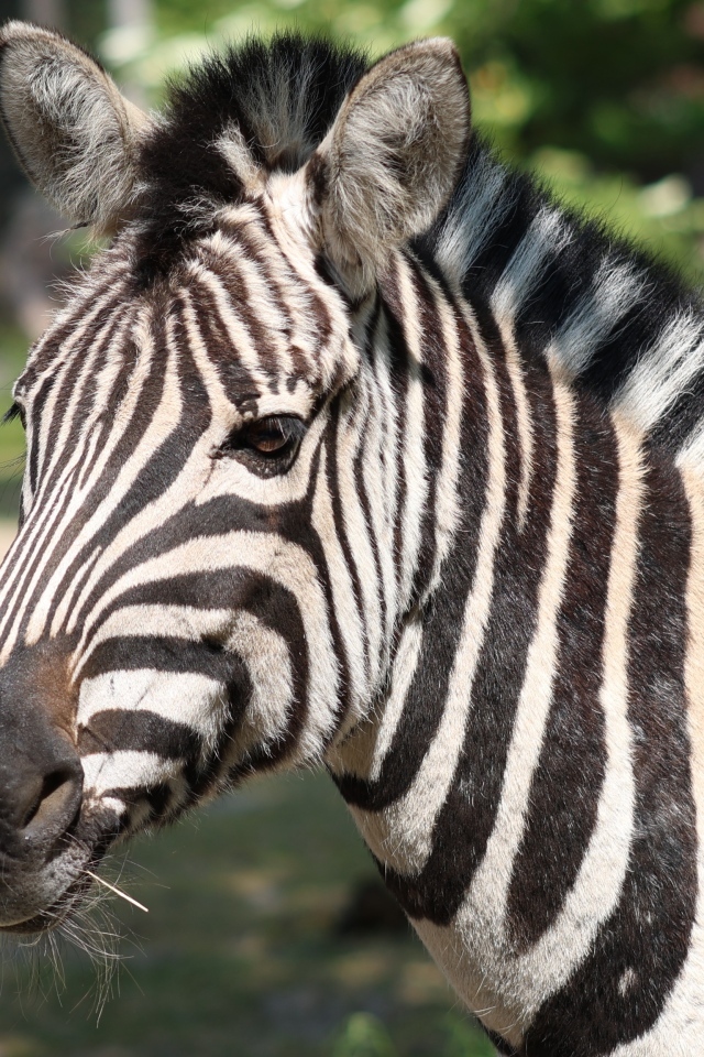 Полосатая зебра с гривой вблизи