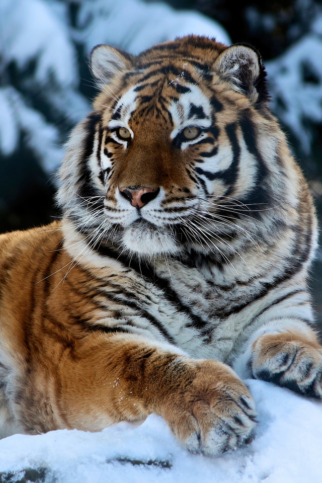 Большой амурский тигр лежит на заснеженном камне