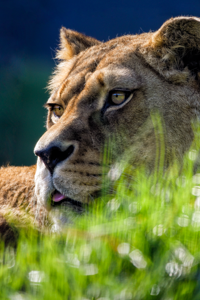 Большая львица лежит в зеленой  траве