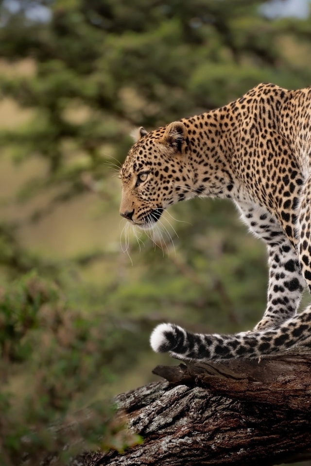 Большой пятнистый леопард стоит на сухом дереве