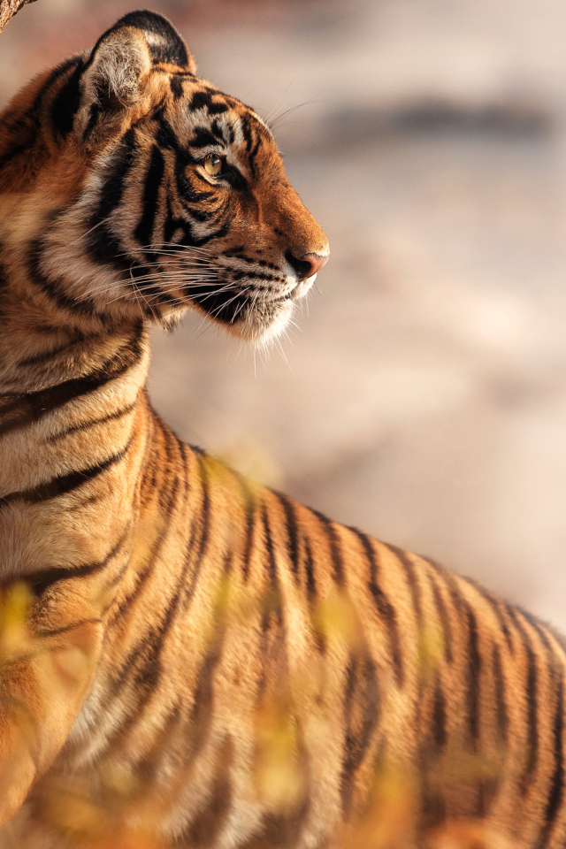 Большой полосатый тигр стоит у дерева