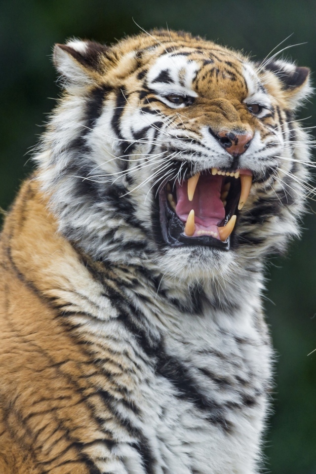 Битва больших полосатых тигров