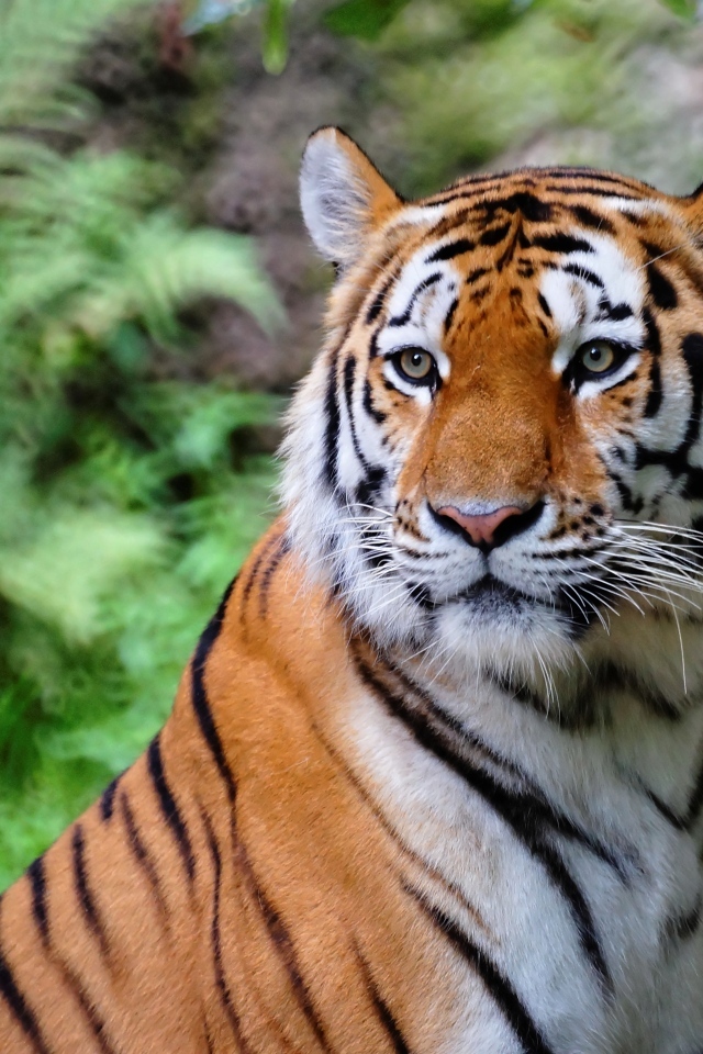 Красивый полосатый тигр в зоопарке