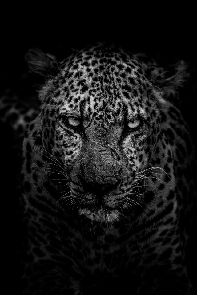 Большой злой леопард на черном фоне