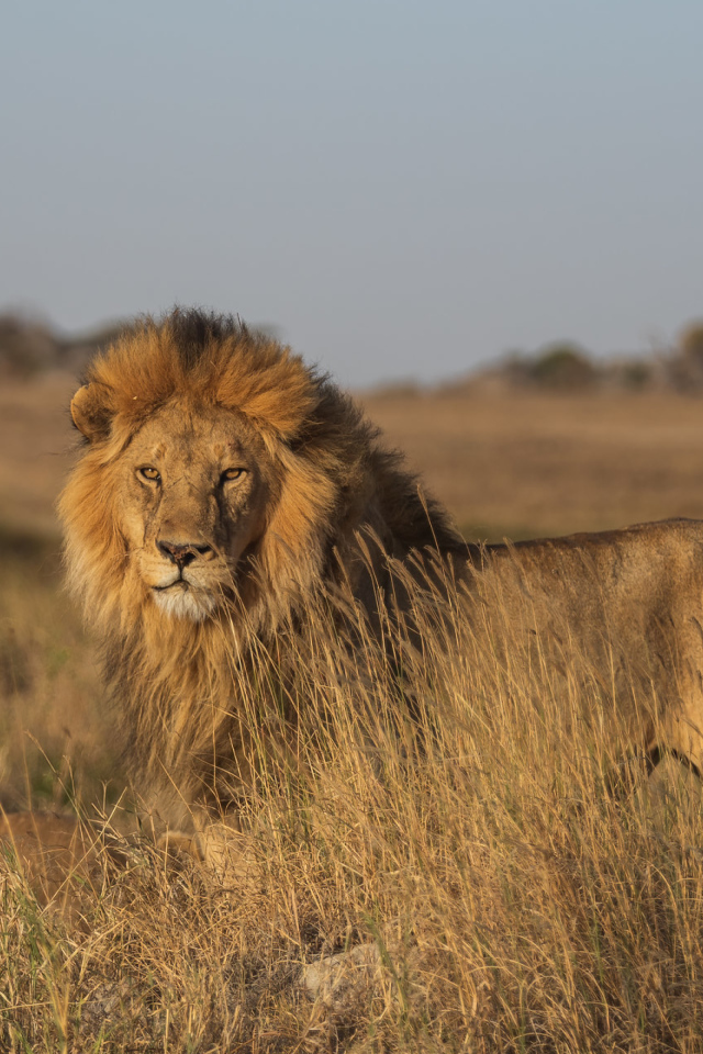 Большой лев в саванне в лучах солнца