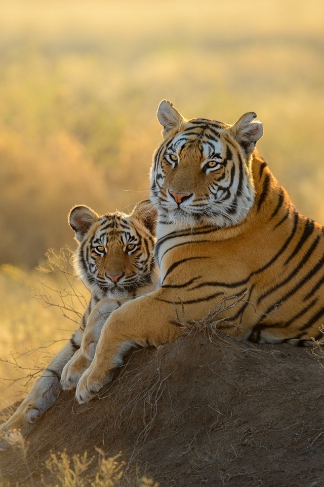 Большая тигрица с детенышем 