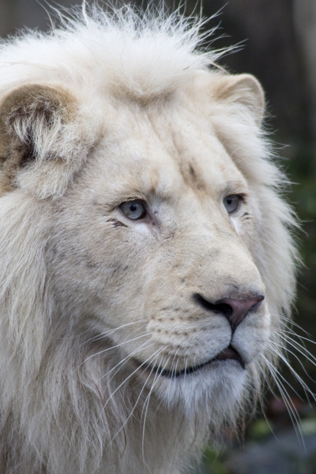 Большой белый голубоглазый лев