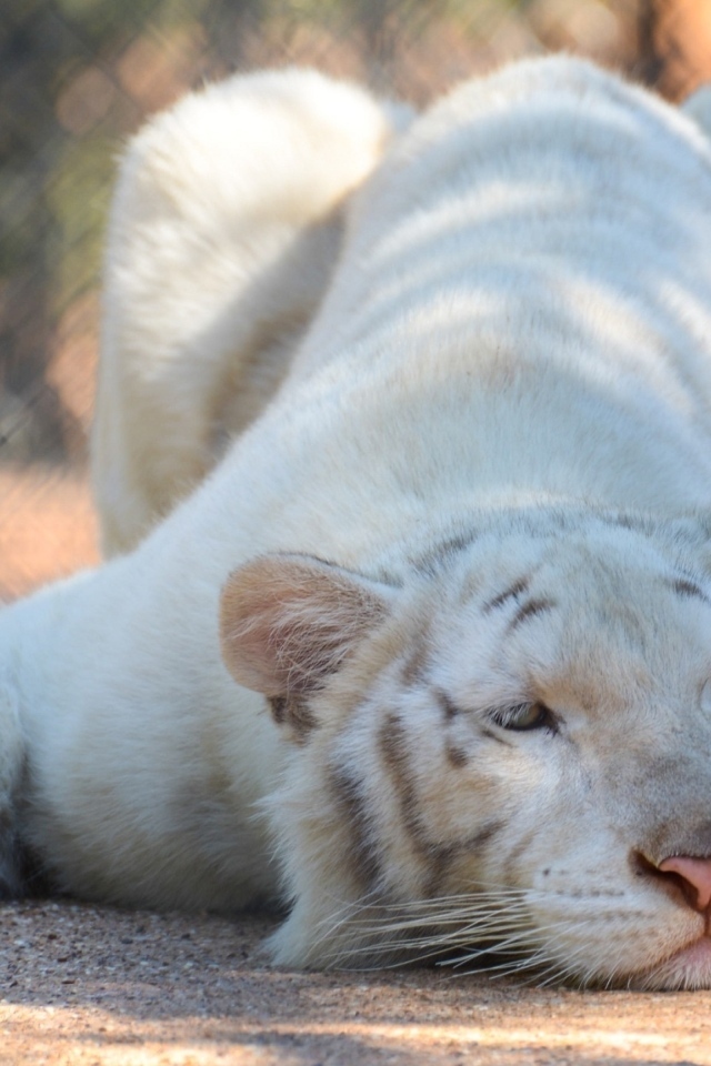 Большой белый тигр в зоопарке