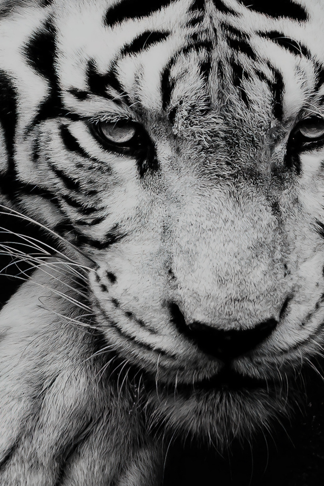 Большой белый тигр с грустной мордой