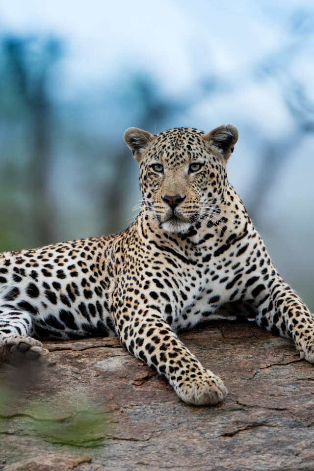 Большой африканский леопард лежит на дереве