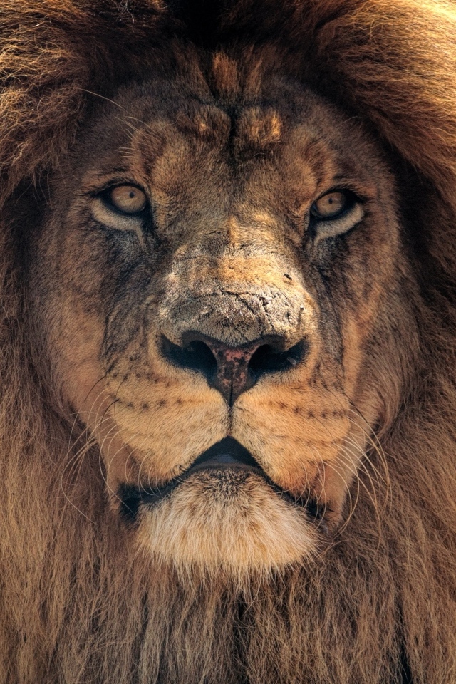 Большой лев с пышной гривой