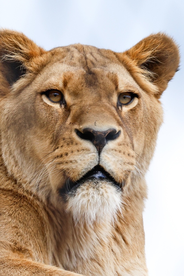 Большая львица на фоне голубого неба