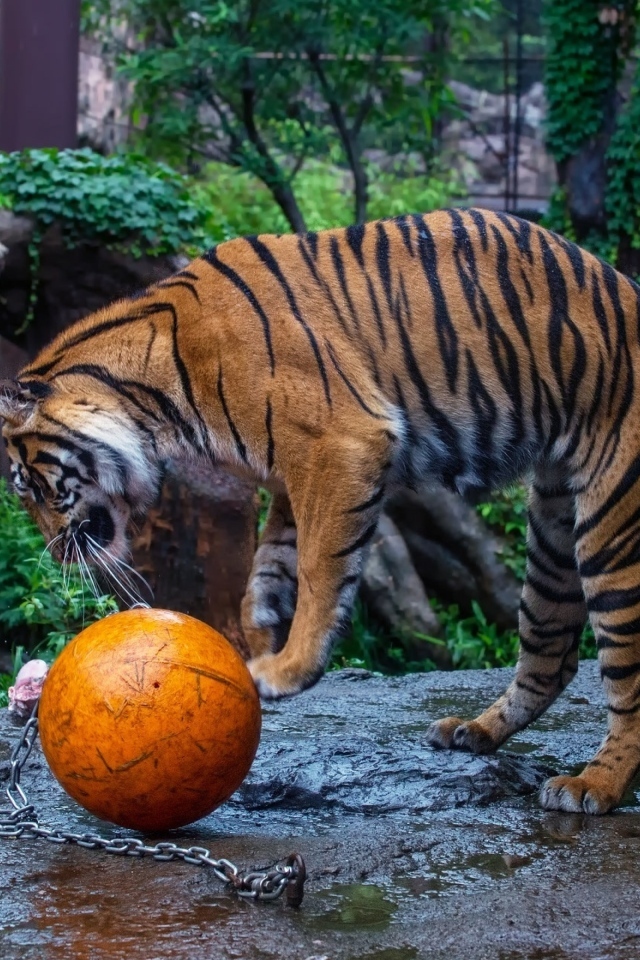 Большой полосатый тигр играет с мячом в зоопарке