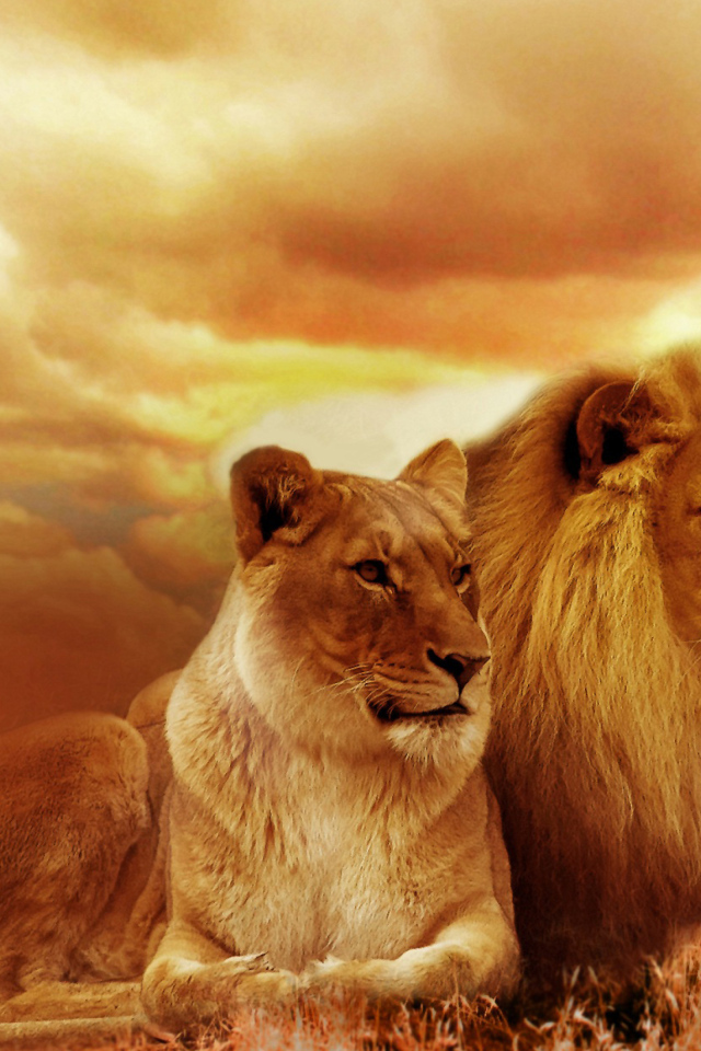 Лев и львица на фоне красивого неба в Африке