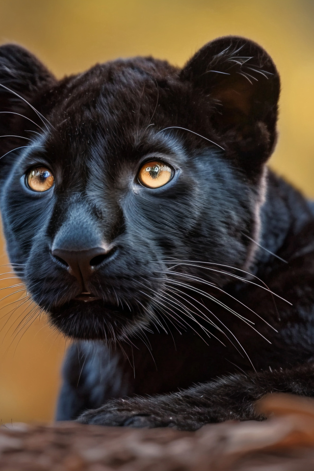 Маленькая черная пантера лежит на земле