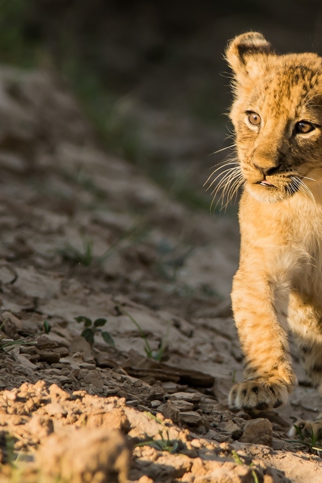 Маленький милый львенок бежит по земле