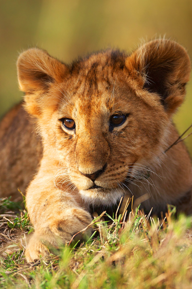 Маленький львенок лежит на зеленой траве