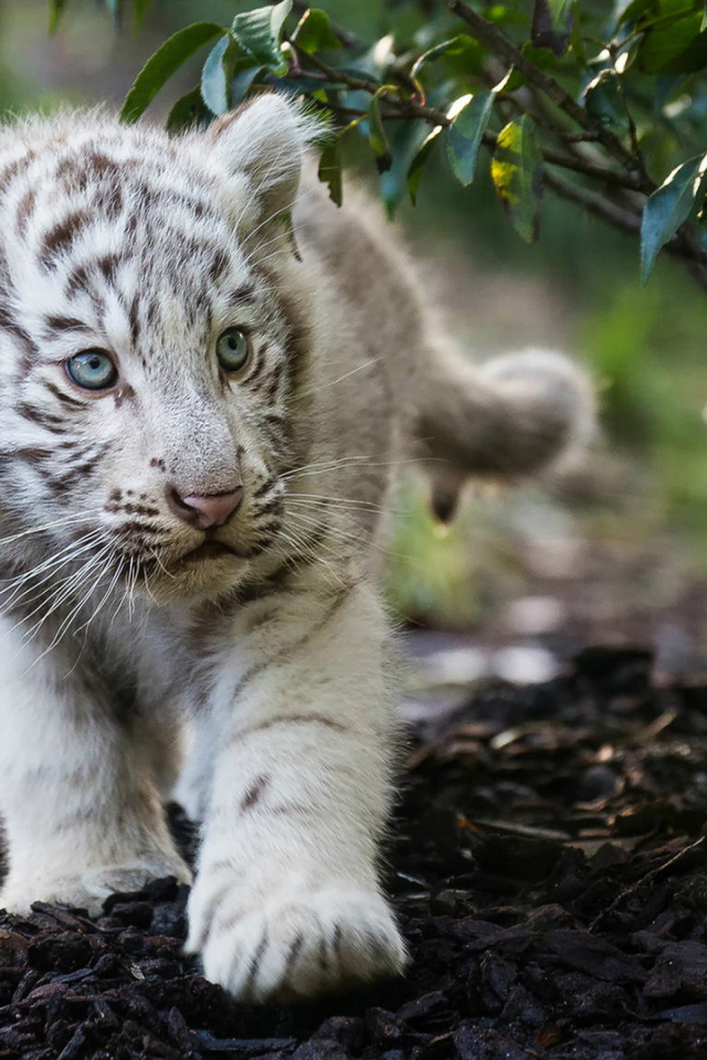 Маленький полосатый белый тигренок 