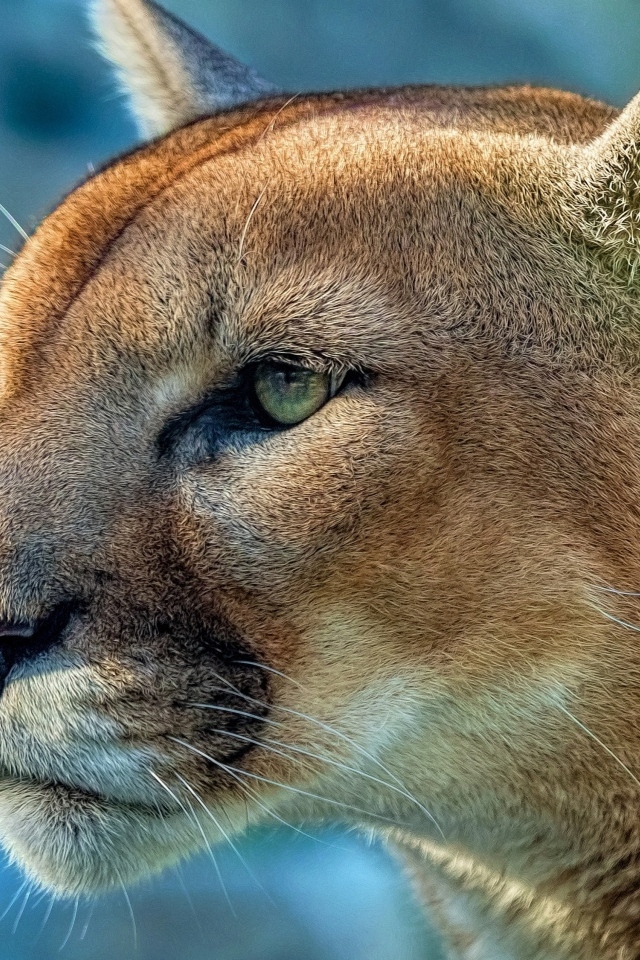 Морда зеленоглазой пумы крупным планом