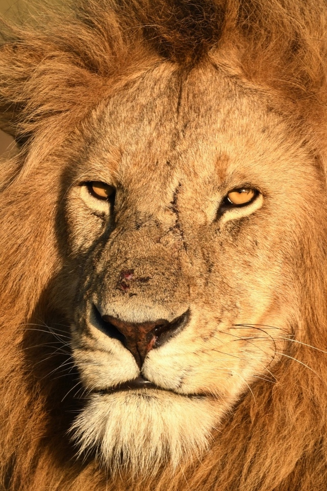 Морда большого хищного льва крупным планом