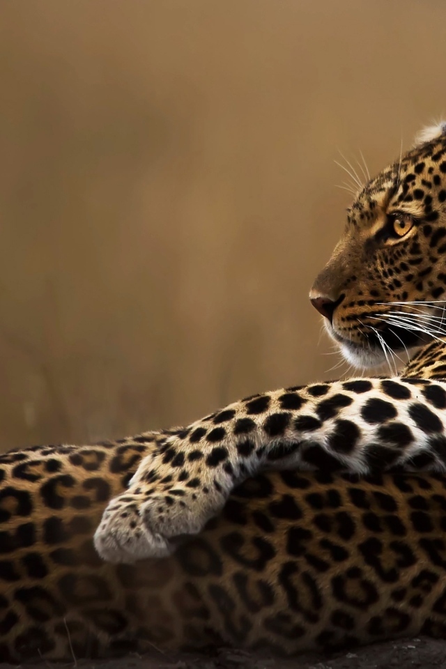 Пятнистый леопард лежит на камне