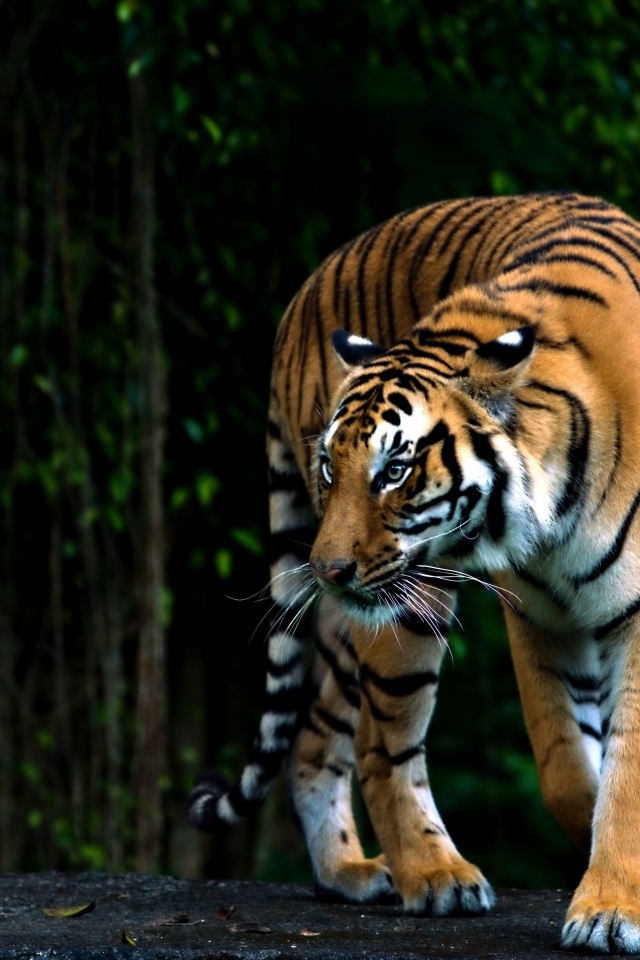 Полосатый бенгальский тигр в зоопарке