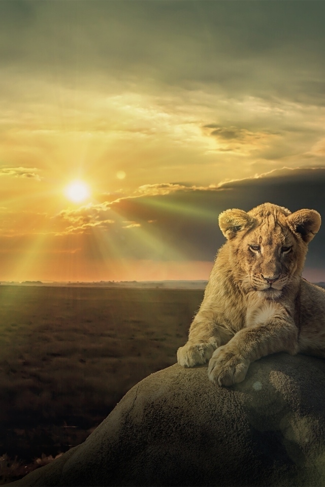 Белый лев лежит на камне на фоне солнца