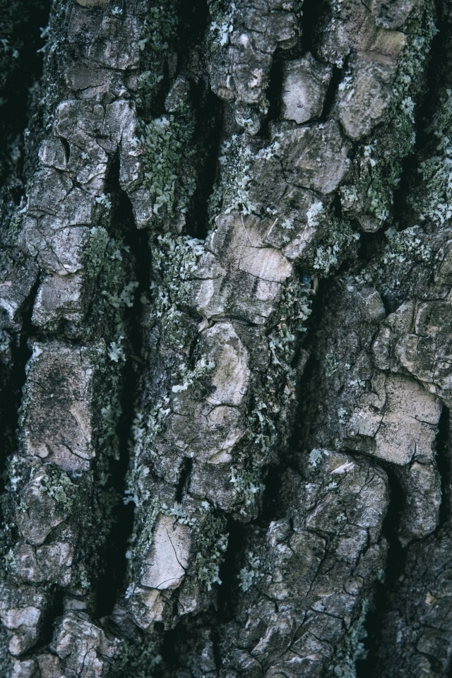 Старая кора дерева для фона