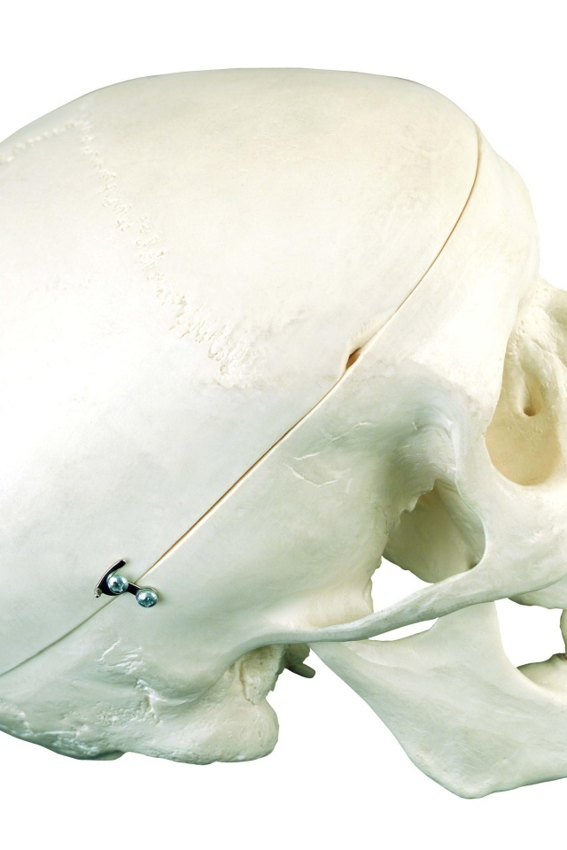 Шкатулка из черепа человека на белом фоне