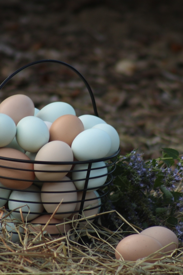 Корзина домашних куриных яиц на сене