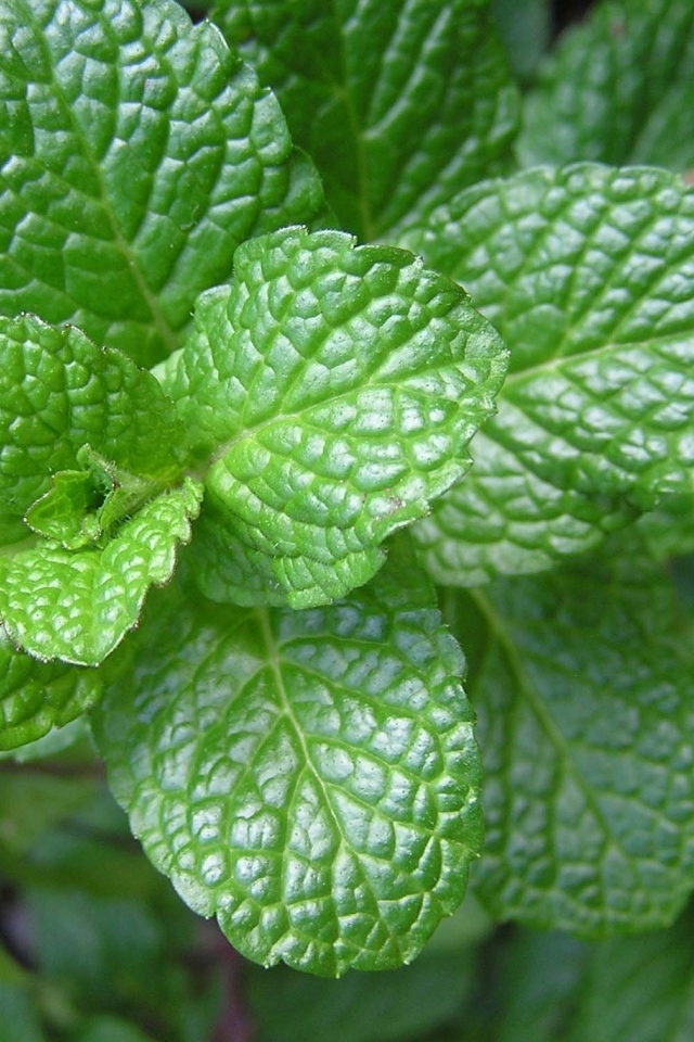 Ароматная свежая зеленая мята крупным планом