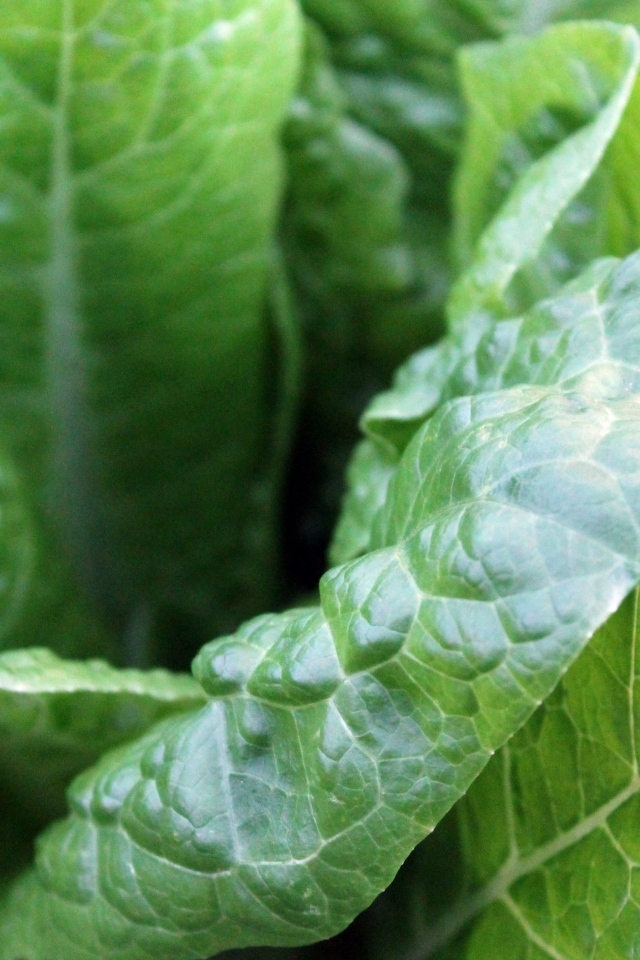 Зеленые листья растения крупным планом