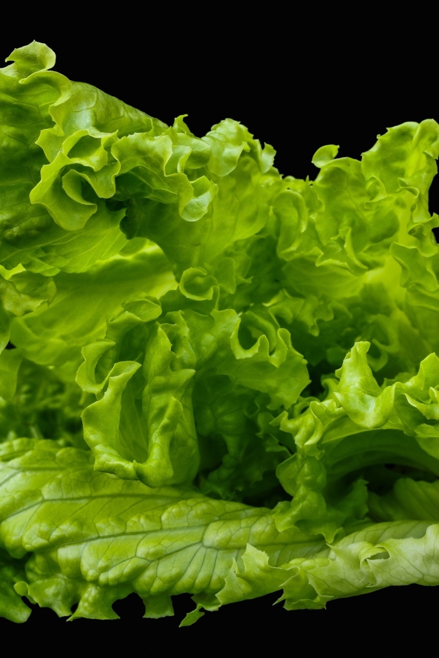 Зеленые листья салата на черном фоне крупным планом