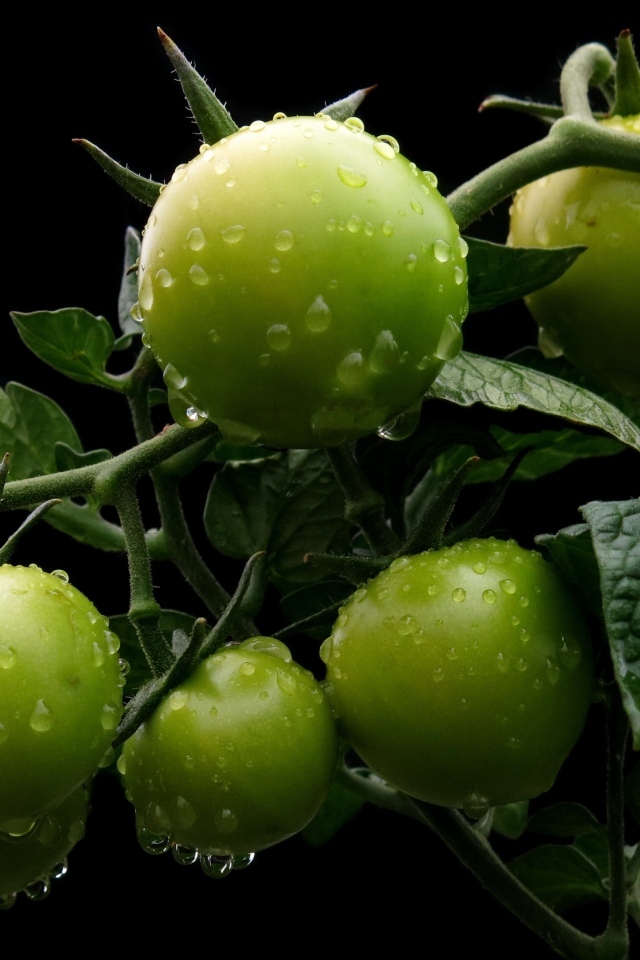 Зеленые помидоры на ветке в каплях воды