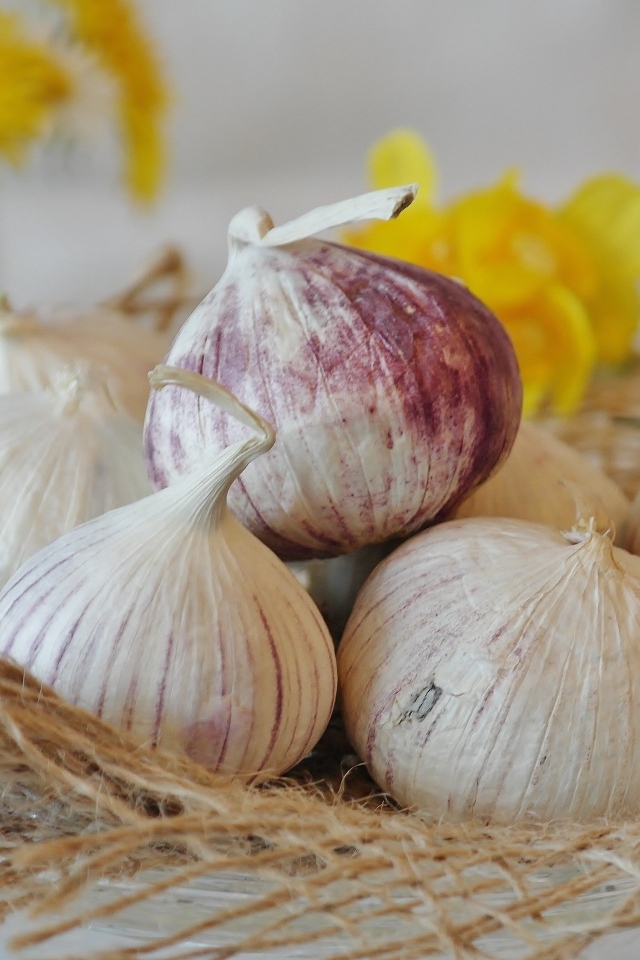 Головки чеснока с цветами нарцисса на столе