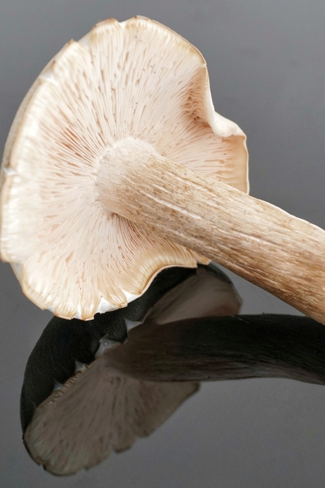 Большой лесной гриб на сером столе