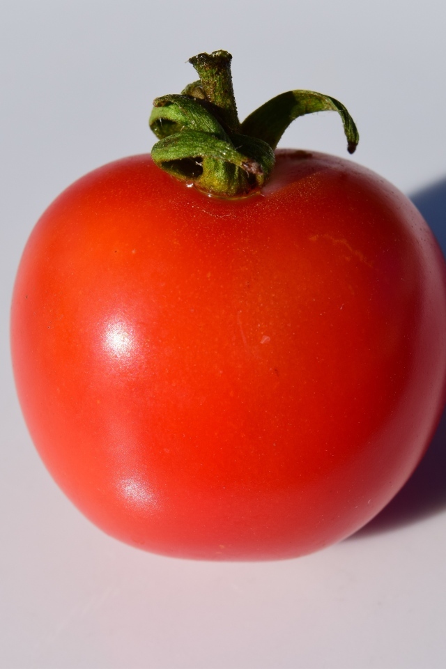 Большой красный помидор на сером фоне
