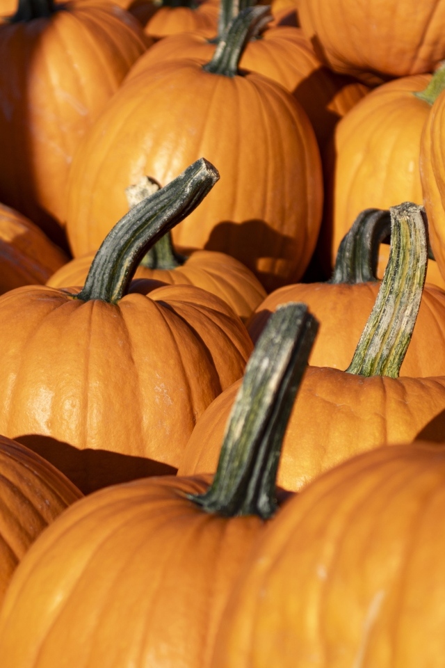 Оранжевая большая тыква крупным планом