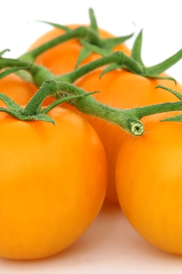 Оранжевые помидоры на ветке на белом фоне