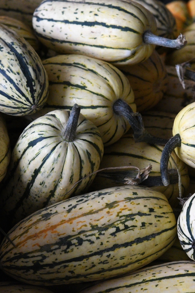 Полосатая маленькая тыква крупным планом