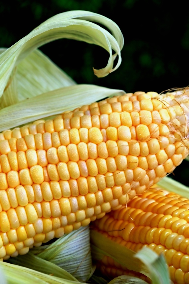 Два початка кукурузы с листьями на черном фоне