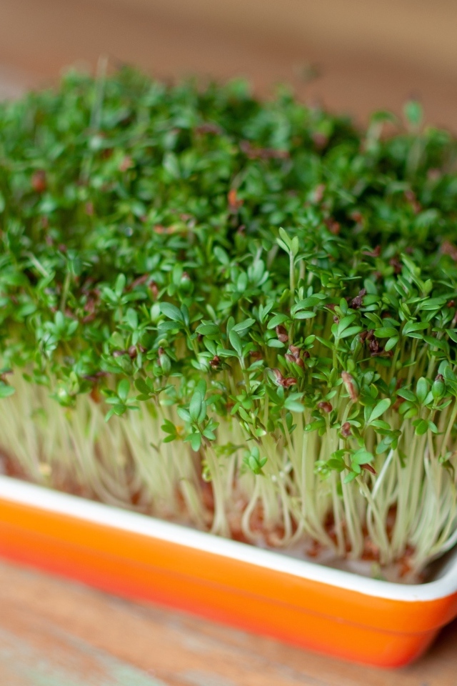 Кресс салат в посуде на столе