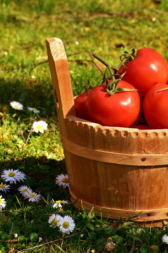 Деревянное ведро с красными помидорами на траве
