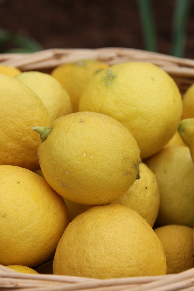 Много спелых желтых лимонов в корзине на столе