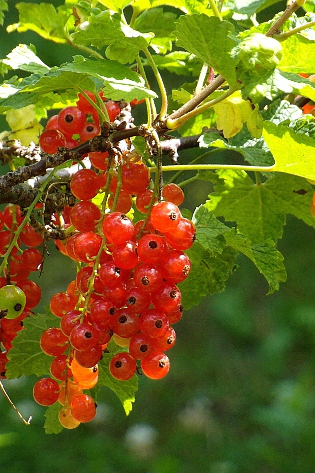 Красная спелая смородина на кусту