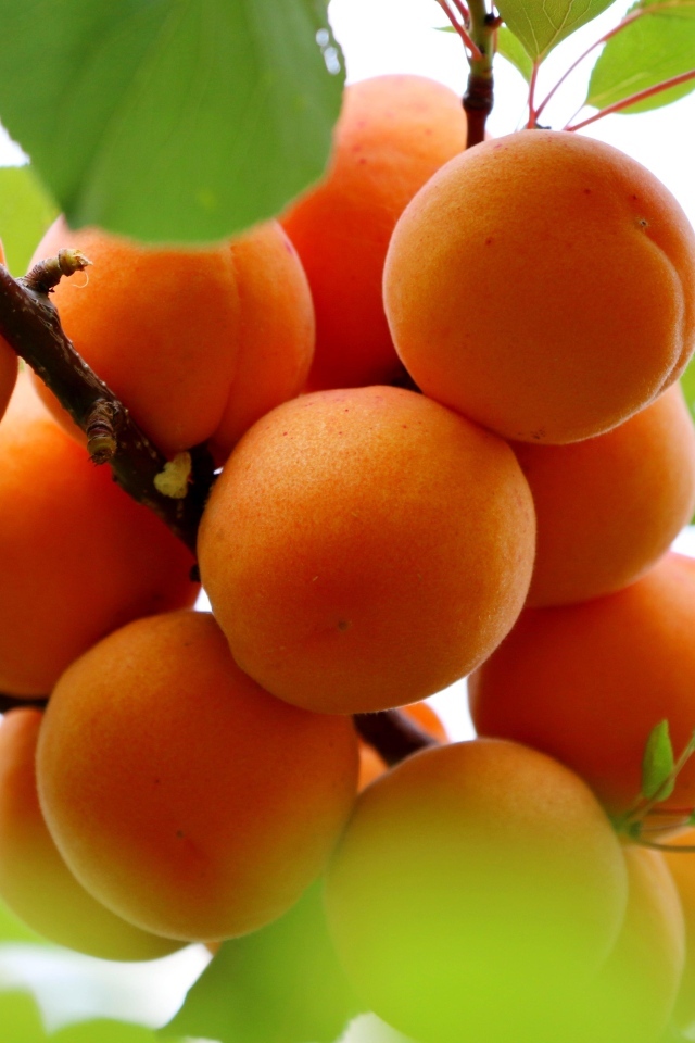 Спелые оранжевые абрикосы на ветке